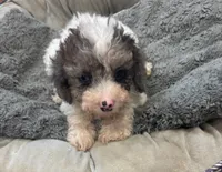 Charlie , a male Yorkipoo for sale in Knox, PA – 1 of 1