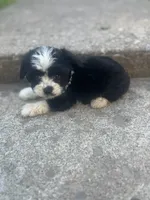 Sasha , a female Miniature Australian Shepherd for sale in Knox, PA – 2 of 3