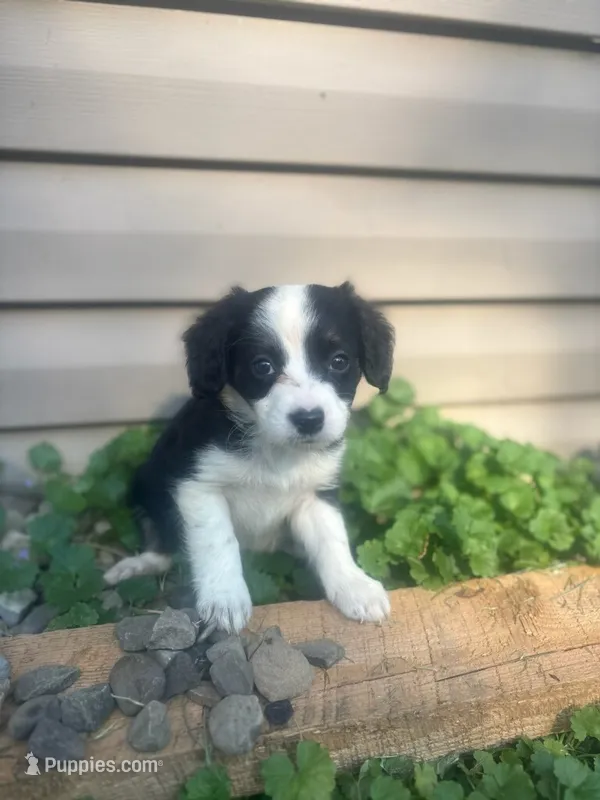 Chewie – Miniature Australian Shepherd puppy for sale in Knox, PA