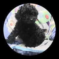 Pepper, a male Poodle - Toy  for sale in Knox, PA – Photo 2 of 2