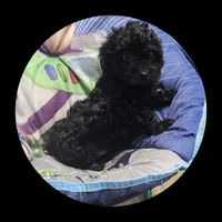 Pepper, a male Poodle - Toy  for sale in Knox, PA – Photo 1 of 2