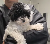 Buddy, a male Poodle - Toy  for sale in Knox, PA – 1 of 1