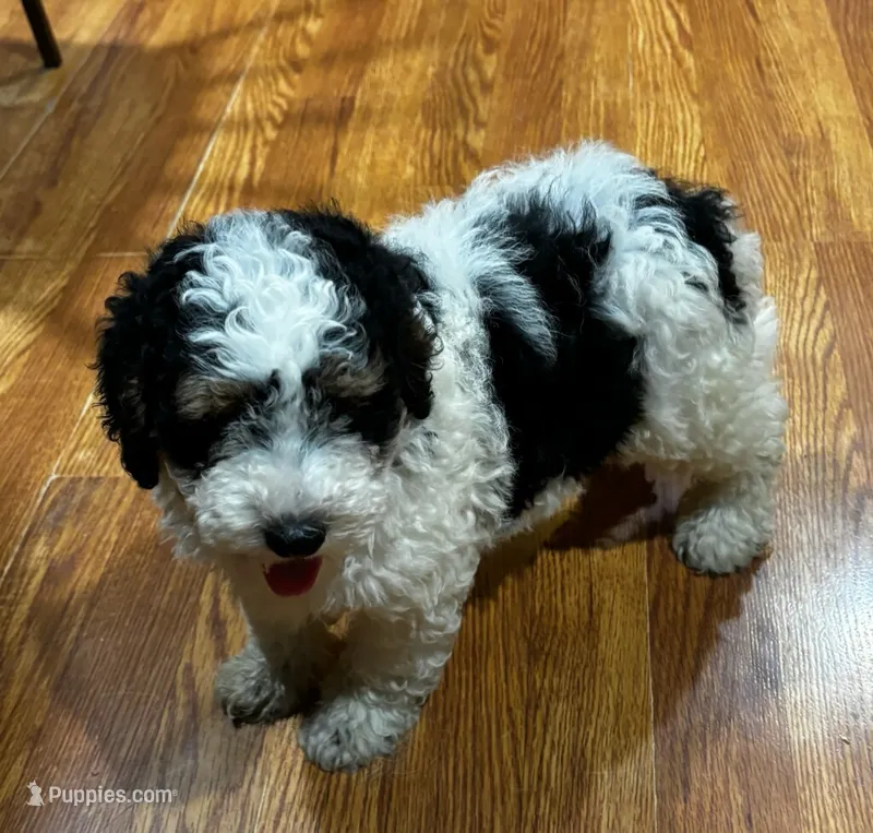 Teddy – Poodle - Miniature , Miniature Bernedoodle puppy for sale in Knox, PA