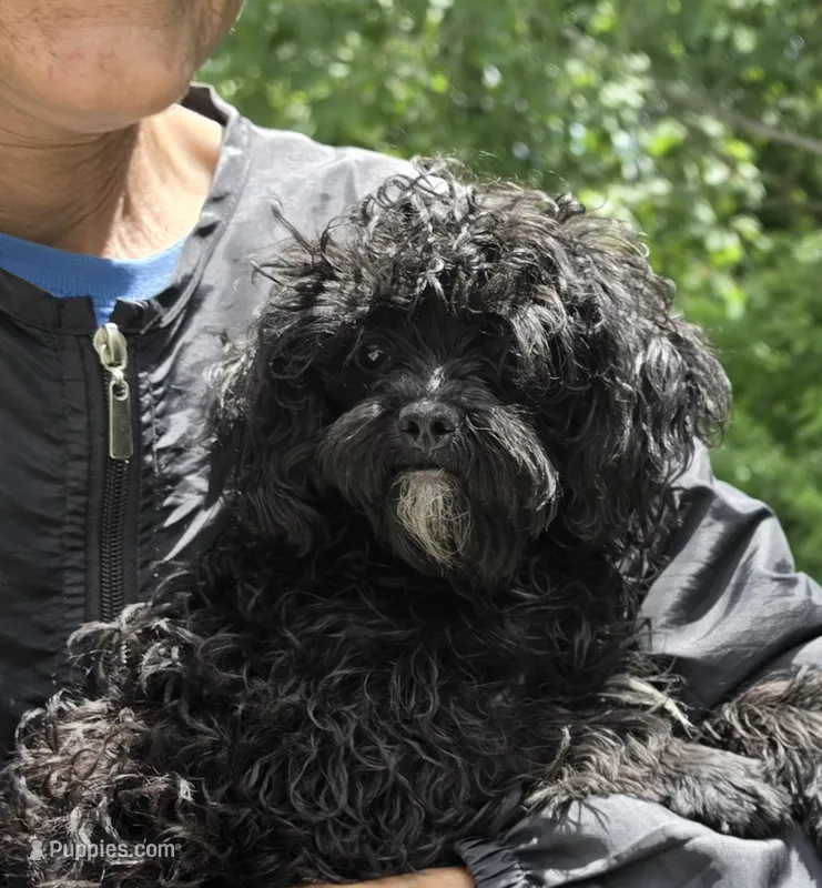 Beauty – Poodle - Toy  puppy for sale in Knox, PA