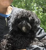 Beauty, a female Poodle - Toy  for sale in Knox, PA – 1 of 1