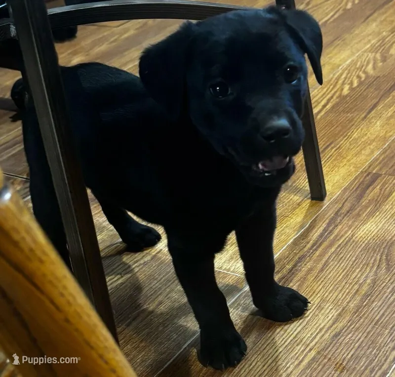 Piper – Goldador puppy for sale in Knox, PA