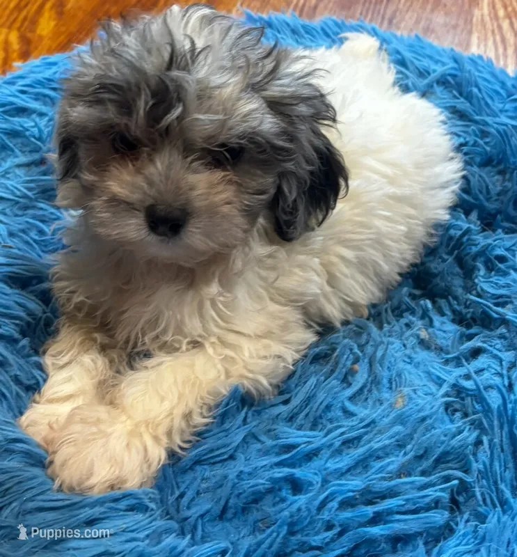 Dusty – Yorkipoo, Poodle - Toy  puppy for sale in Knox, PA