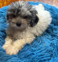Dusty, a male Yorkipoo and Poodle - Toy  for sale in Knox, PA – 1 of 1