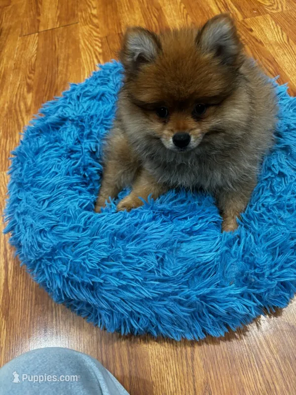 Titan – Pomeranian puppy for sale in Knox, PA