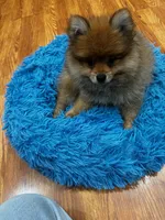 Titan, a male Pomeranian for sale in Knox, PA – 1 of 1