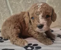 Buddy, a male Cavapoo for sale in Knox, PA – 3 of 3