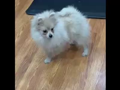 Cooper, a male Pomeranian for sale in Knox, PA – 3 of 4