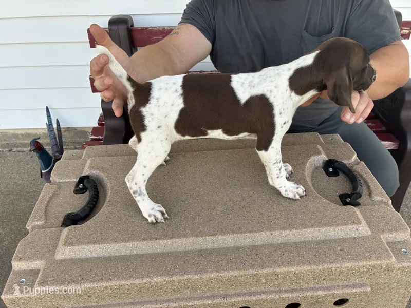 Pup 2 – German Shorthaired Pointer puppy for sale in Greene, IA