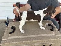 Pup 2, a male German Shorthaired Pointer for sale in Greene, IA – 1 of 1