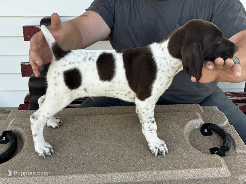 Pup 1 – German Shorthaired Pointer puppy for sale in Greene, IA
