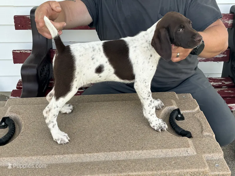 Pup 3 – German Shorthaired Pointer puppy for sale in Greene, IA