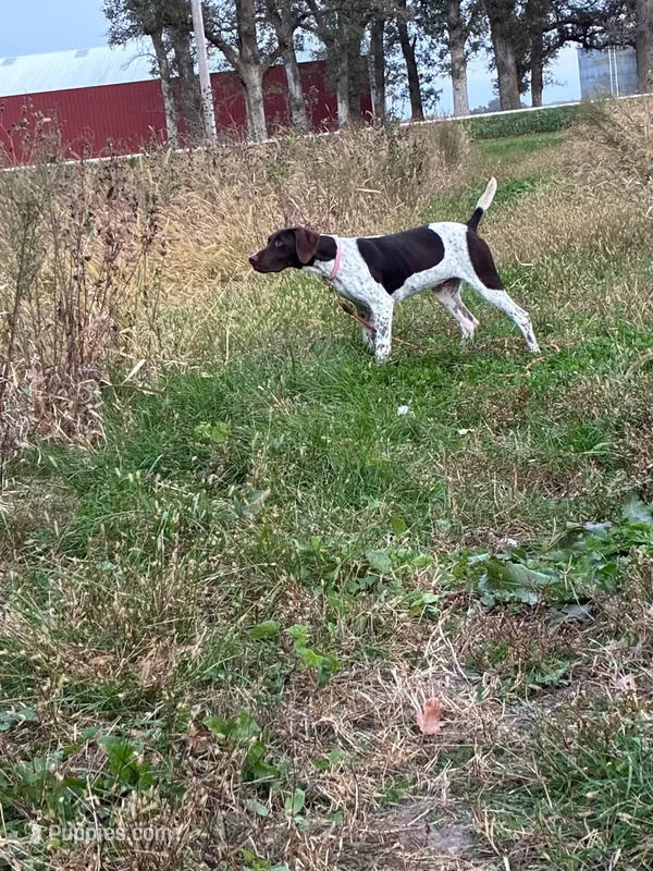 Male Pup – German Shorthaired Pointer puppy for sale in Greene, IA