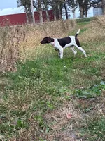 Male Pup, a male German Shorthaired Pointer for sale in Greene, IA – 1 of 2