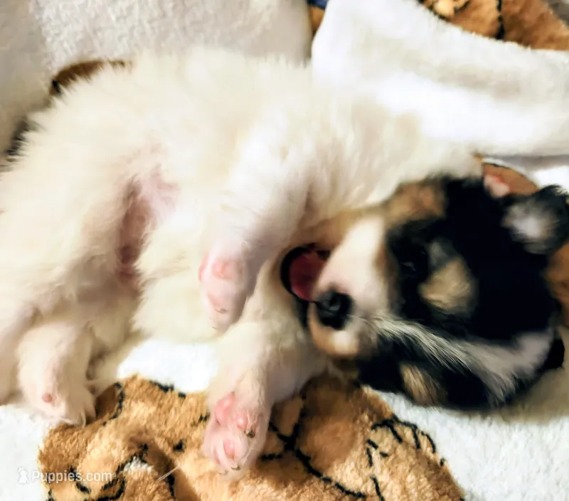 Padme (full AKC tiny) – Pomeranian puppy for sale in Lyons, NE