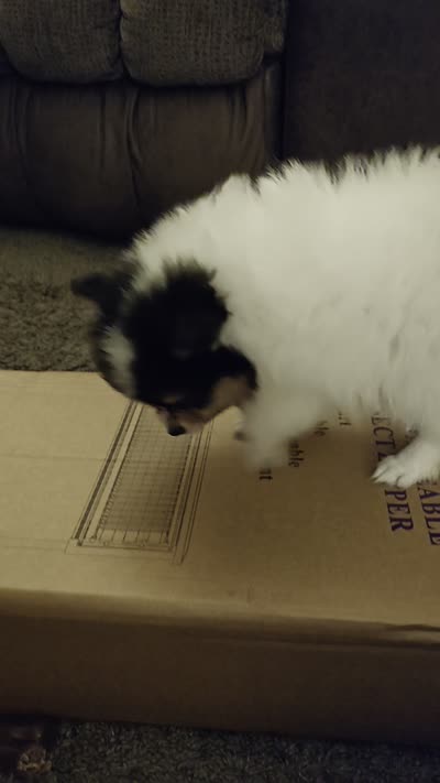 Jyn ( full AKC tiny), a female Pomeranian for sale in Lyons, NE – 10 of 10