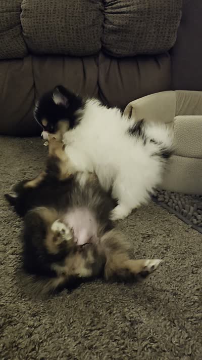Traya (full AKC tiny), a female Pomeranian for sale in Lyons, NE – 8 of 8