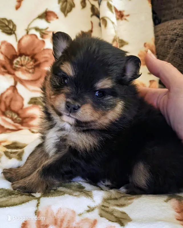 Traya (full AKC tiny) – Pomeranian puppy for sale in Lyons, NE