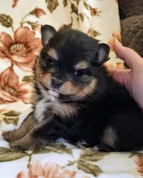 Traya (full AKC tiny), a female Pomeranian for sale in Lyons, NE – 1 of 7