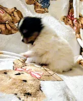 Padme (full AKC tiny), a female Pomeranian for sale in Lyons, NE – 3 of 9