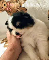 Jyn ( full AKC tiny), a female Pomeranian for sale in Lyons, NE – 2 of 9
