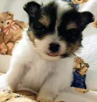 Padme (full AKC tiny), a female Pomeranian for sale in Lyons, NE – 2 of 9