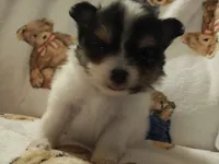 Padme (full AKC tiny), a female Pomeranian for sale in Lyons, NE – 6 of 9