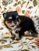Traya (full AKC tiny), a female Pomeranian for sale in Lyons, NE – 4 of 7