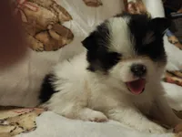 Jyn ( full AKC tiny), a female Pomeranian for sale in Lyons, NE – 3 of 9