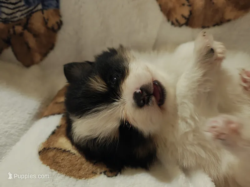 Jyn ( full AKC tiny) – Pomeranian puppy for sale in Lyons, NE