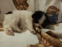 Jyn ( full AKC tiny), a female Pomeranian for sale in Lyons, NE – 5 of 9