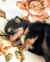 Traya (full AKC tiny), a female Pomeranian for sale in Lyons, NE – 5 of 7
