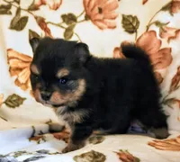 Traya (full AKC tiny), a female Pomeranian for sale in Lyons, NE – 2 of 7