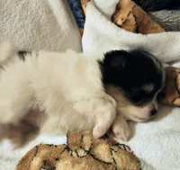 Padme (full AKC tiny), a female Pomeranian for sale in Lyons, NE – 8 of 9
