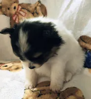 Padme (full AKC tiny), a female Pomeranian for sale in Lyons, NE – 5 of 9