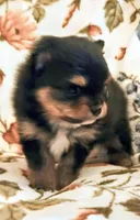 Traya (full AKC tiny), a female Pomeranian for sale in Lyons, NE – 3 of 7