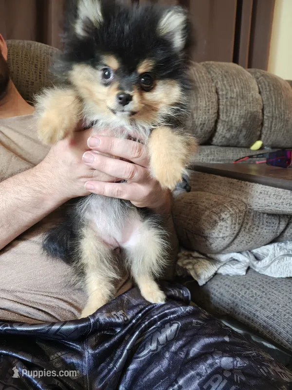 Traya (full AKC tiny) – Pomeranian puppy for sale in Lyons, NE