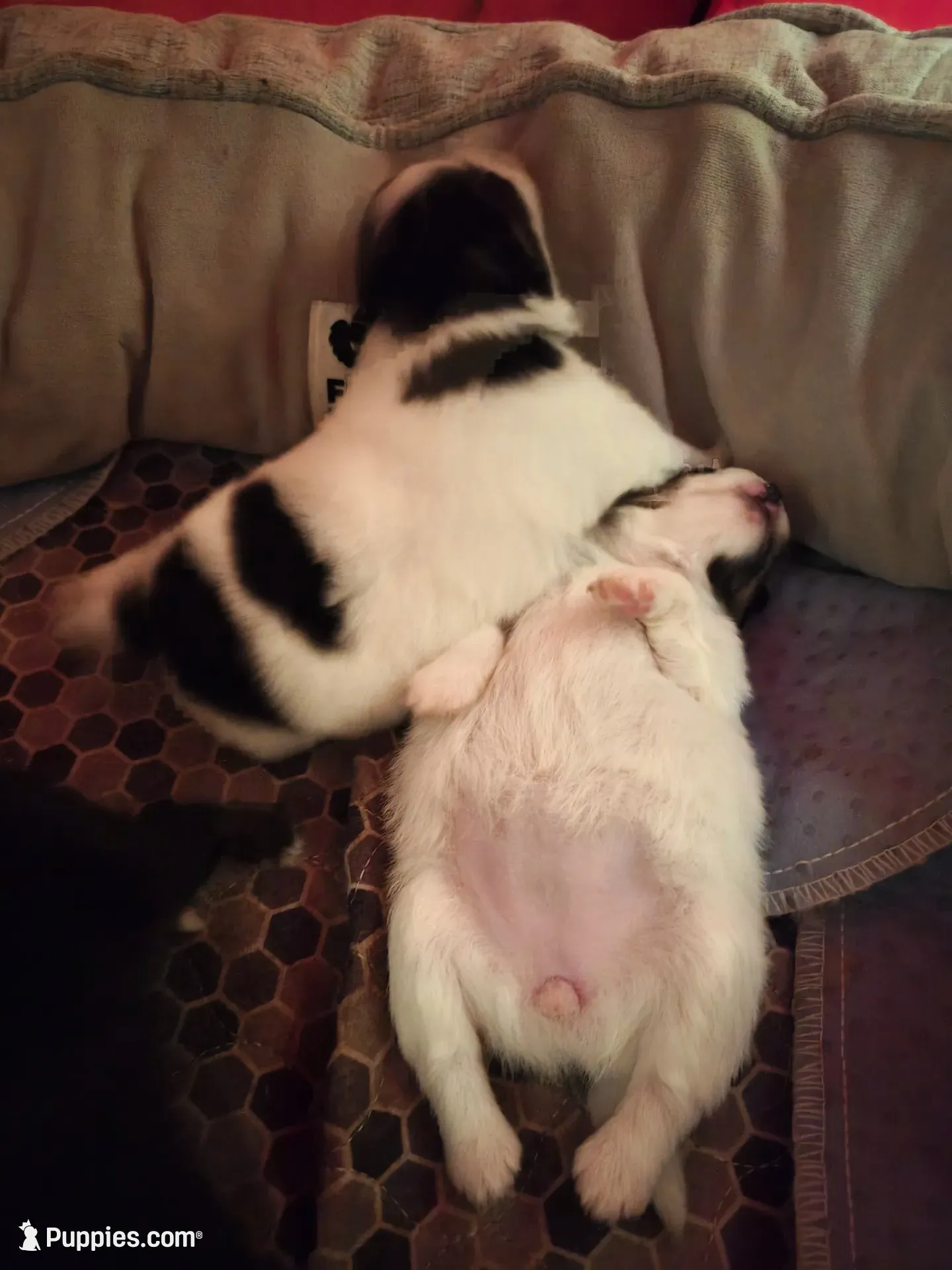 Jyn ( full AKC tiny), a female Pomeranian for sale in Lyons, NE – 8 of 9