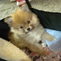 Ewok (Tiny Pom), a female Pomeranian for sale in Lyons, NE – Photo 10 of 10