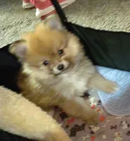 Ewok (Tiny Pom), a female Pomeranian for sale in Lyons, NE – Photo 10 of 10