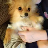 Ewok (Tiny Pom), a female Pomeranian for sale in Lyons, NE – Photo 2 of 10