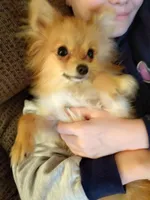 Ewok (Tiny Pom), a female Pomeranian for sale in Lyons, NE – Photo 2 of 10