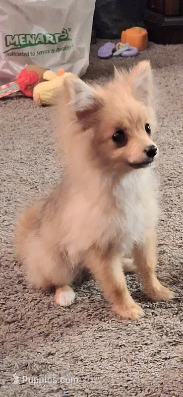 Ewok (Tiny Pom)