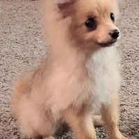 Ewok (Tiny Pom), a female Pomeranian for sale in Lyons, NE – Photo 1 of 10