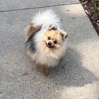 Ewok (Tiny Pom), a female Pomeranian for sale in Lyons, NE – Photo 7 of 10