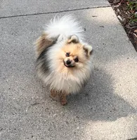 Ewok (Tiny Pom), a female Pomeranian for sale in Lyons, NE – Photo 7 of 10